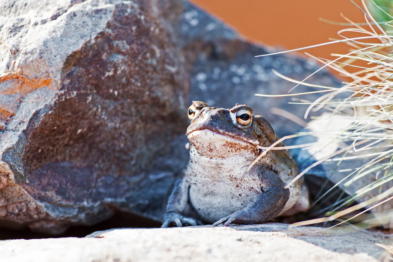 Crapaud Colorado