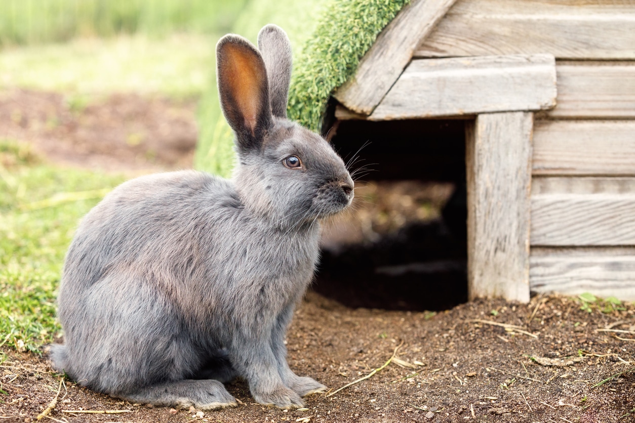 enclos lapin fabriquer DIY maison bois animal gris