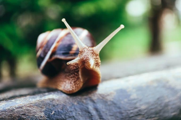 escargot antennes cornes tentacules sentir marcher gastéropode mollusque
