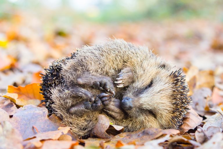 hérisson en boule pattes feuilles animal mammifère