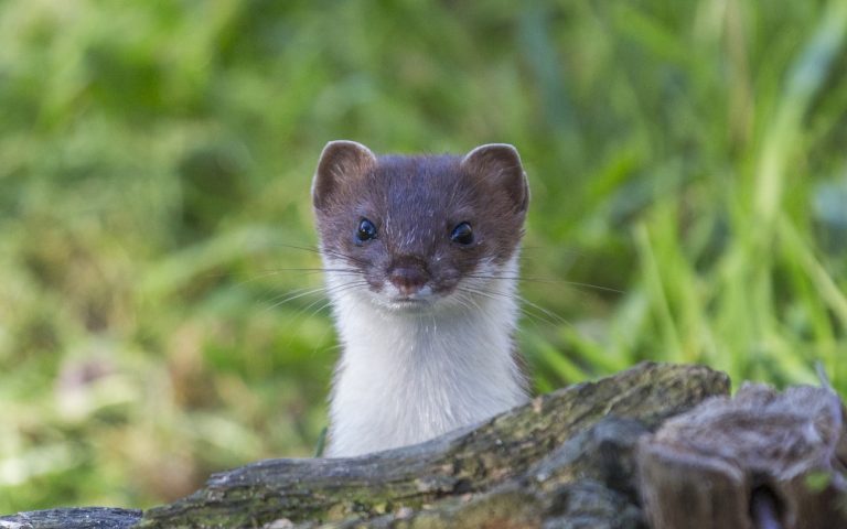 hermine blanche tête marron brun arbre tronc portrait mustelidés rongeur se lever