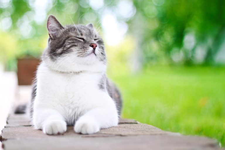 chat nature écolo assis jardin extérieur