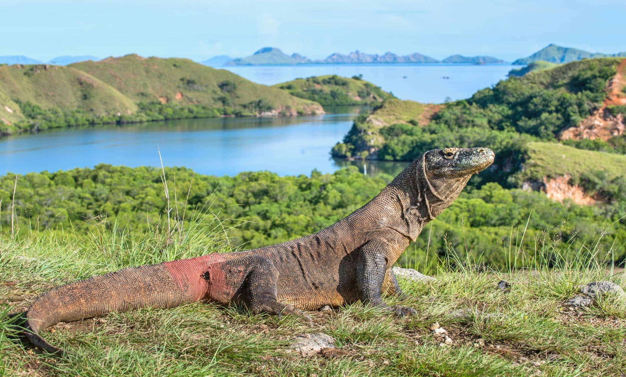 dragon de Komodo reptile paysage nature