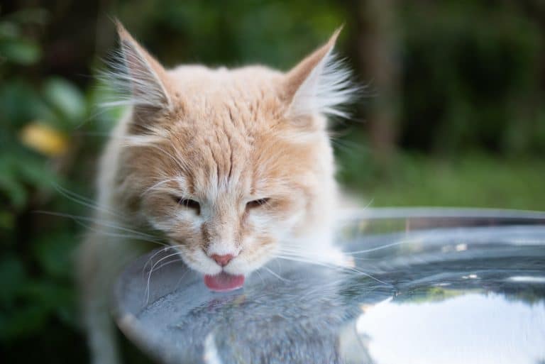 chat boit boire eau soif
