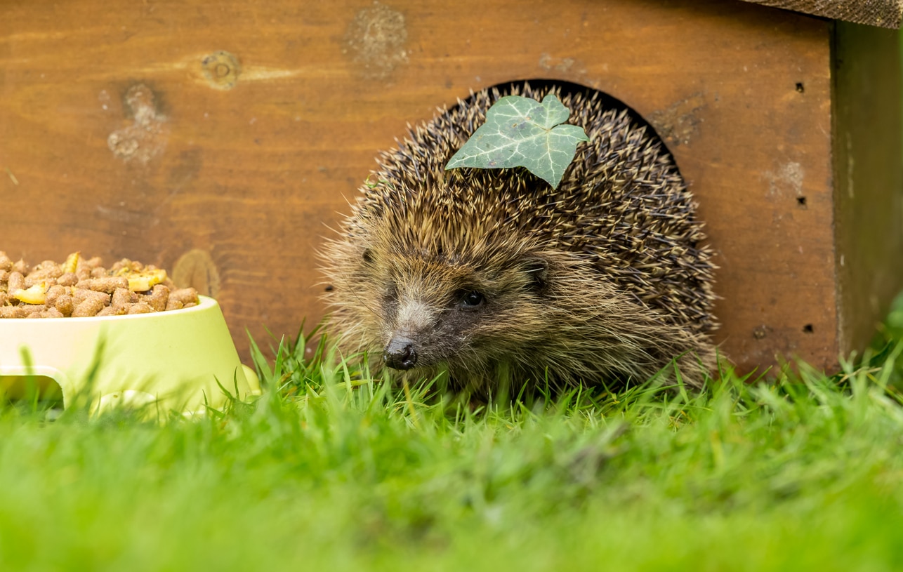 hérisson