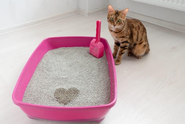 litière chat besoins