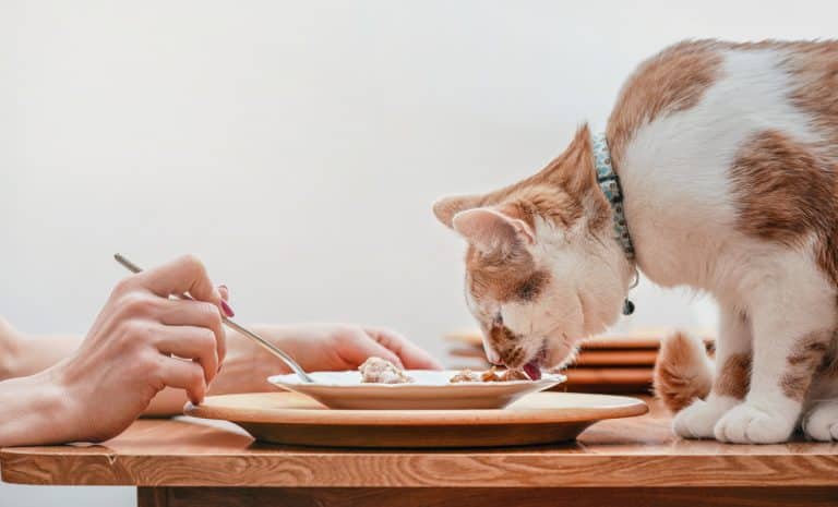 alimentation maison pour chat gamelle manger