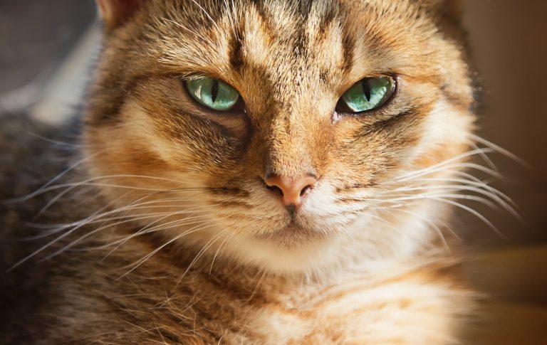 chat yeux bleus regard race