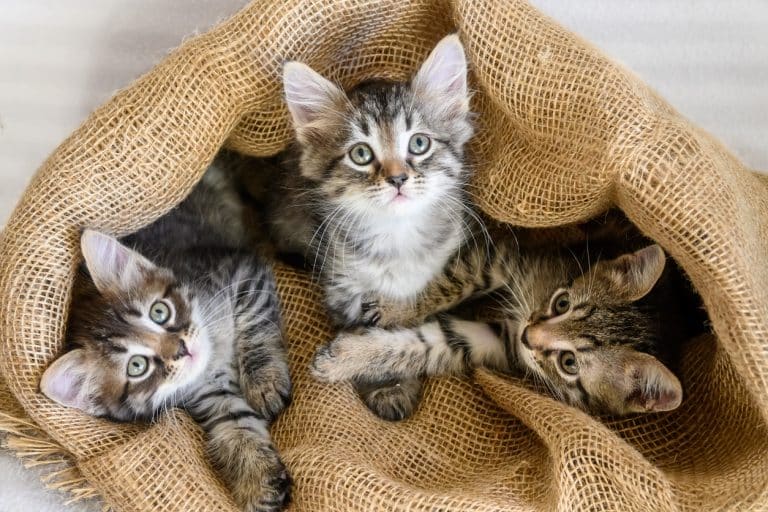chatons sac adopter un chat