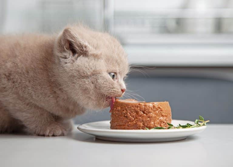 chat mange nourriture pour chaton alimentation pâté gamelle