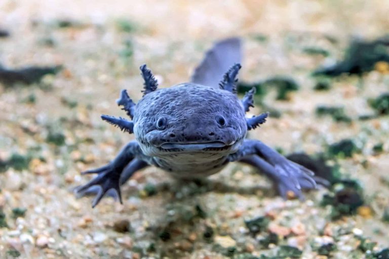 Axolotl animal amphibien