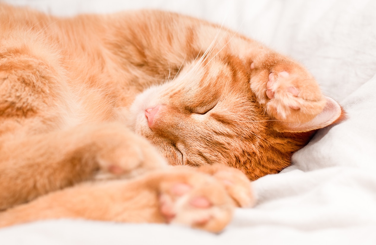 Comment favoriser le bien-être de son chat ?