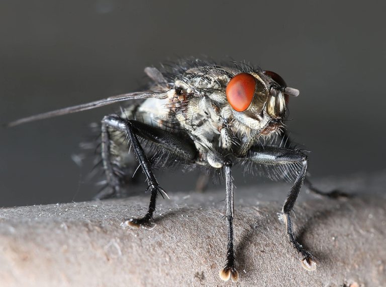mouche peau insecte