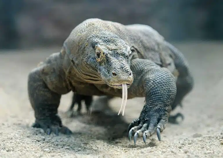 dragon de Komodo reptile face langue