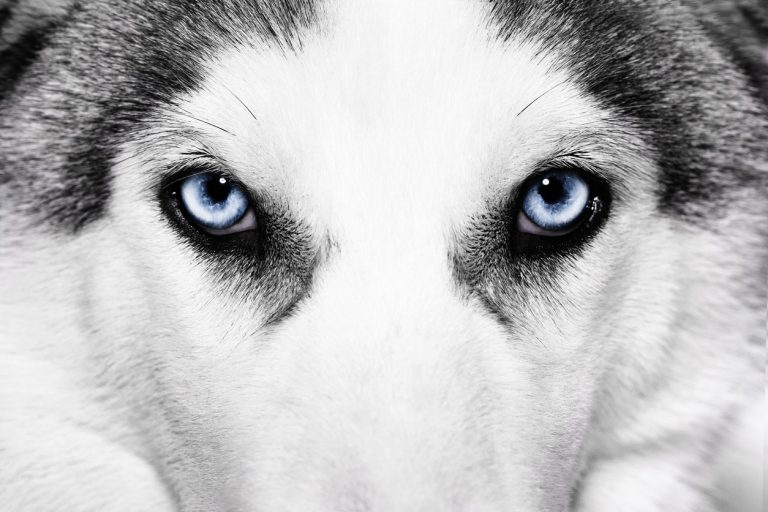 husky chien de traineau yeux bleus neige