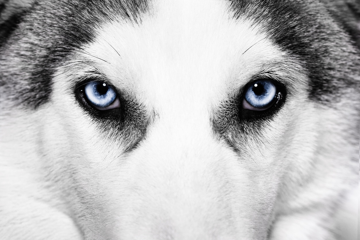 Le Husky, un chien de traîneau au caractère attachant