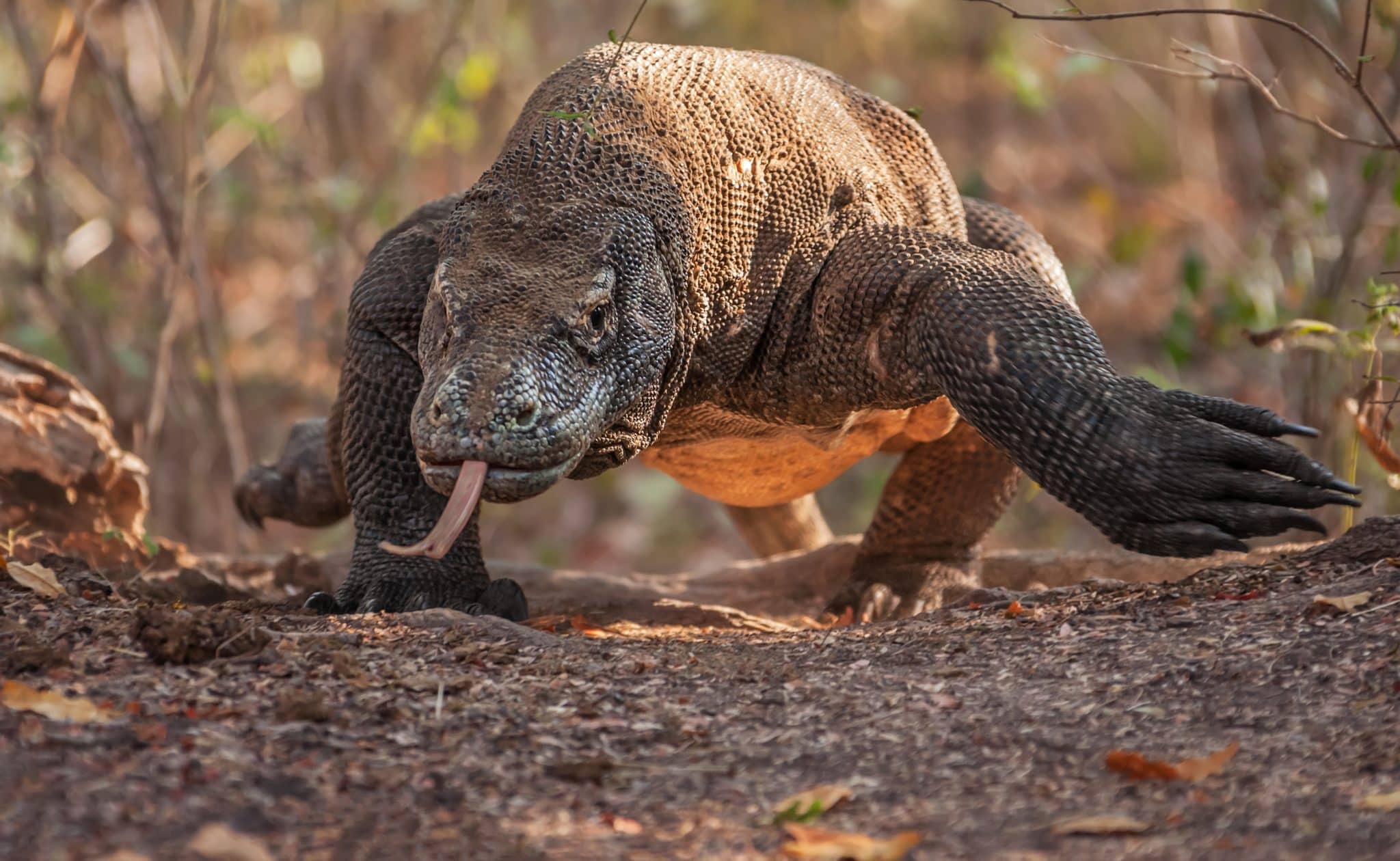 dragon de Komodo reptile face langue