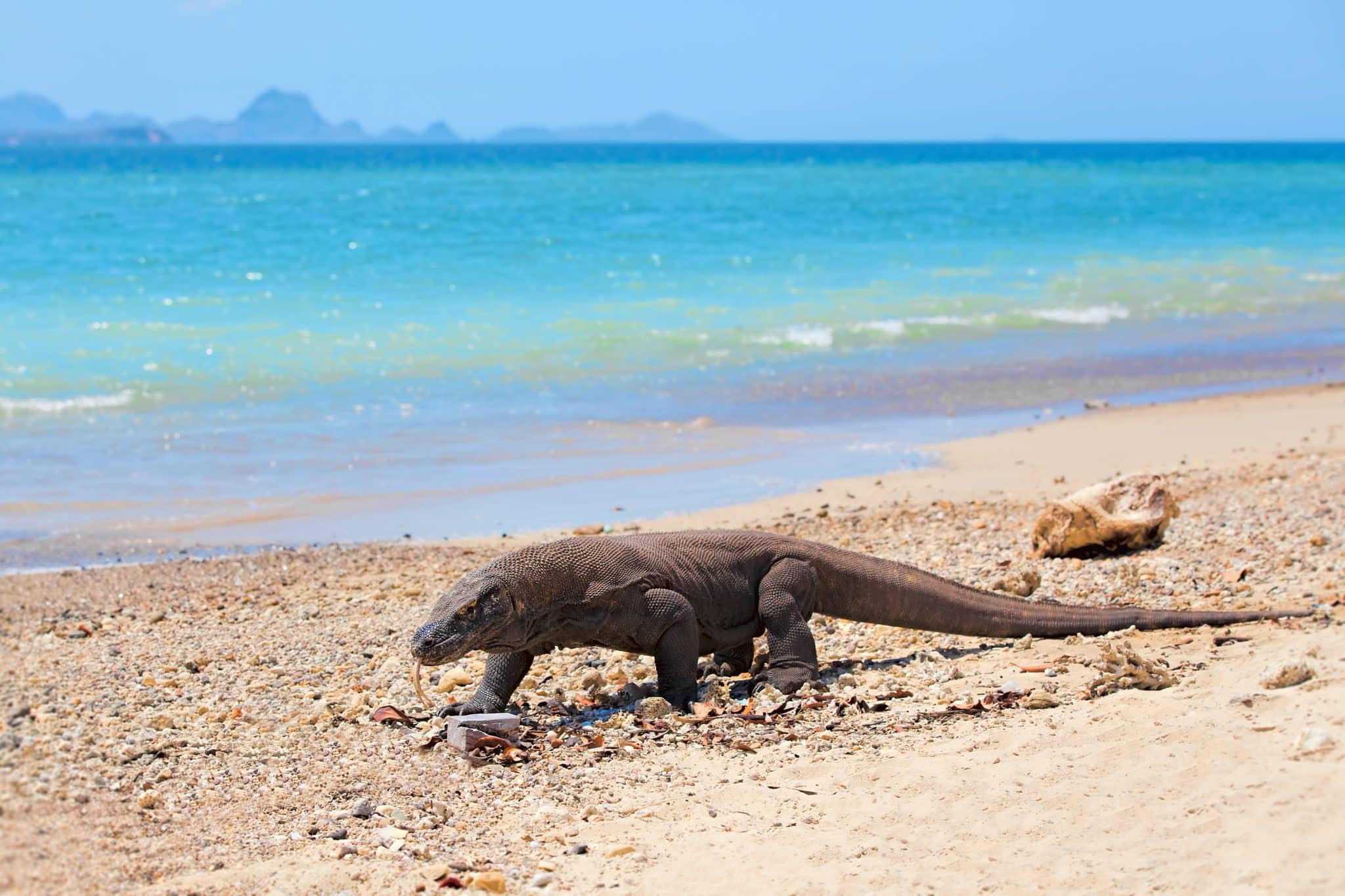 dragon de Komodo plage reptile