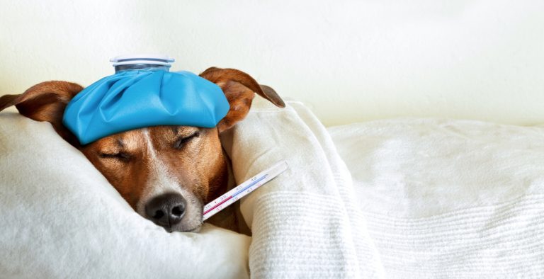 chien malade fièvre thermomètre attraper froid couché
