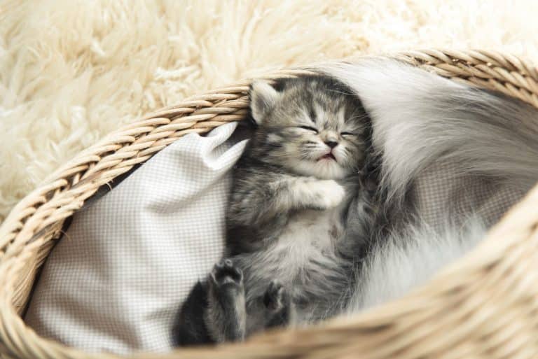 chat panier