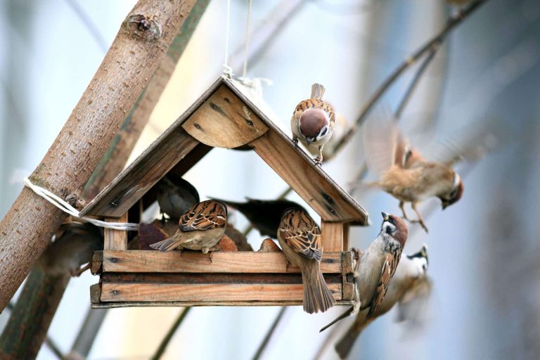 oiseaux hiver mangeoire nichoir aider