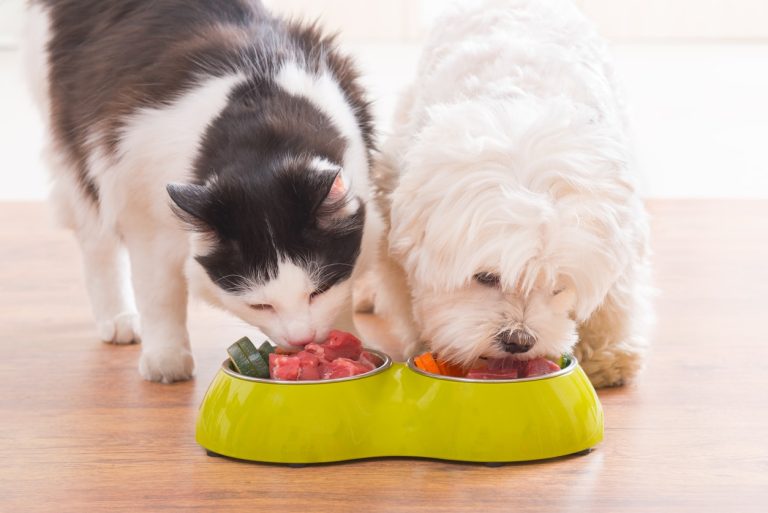 nourriture pour chien gamelle double chat manger
