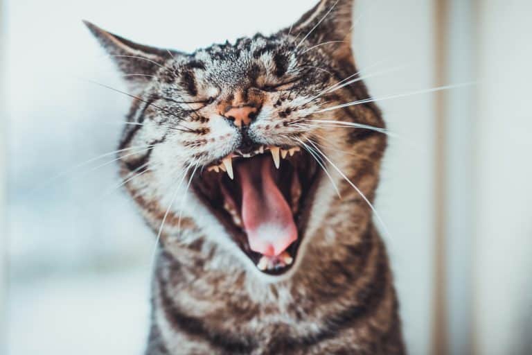 chat haleine bailler ouvrir la bouche