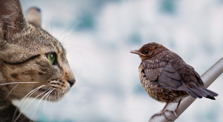 chat oiseau danger chasse