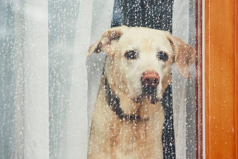 chien triste pluie vitre