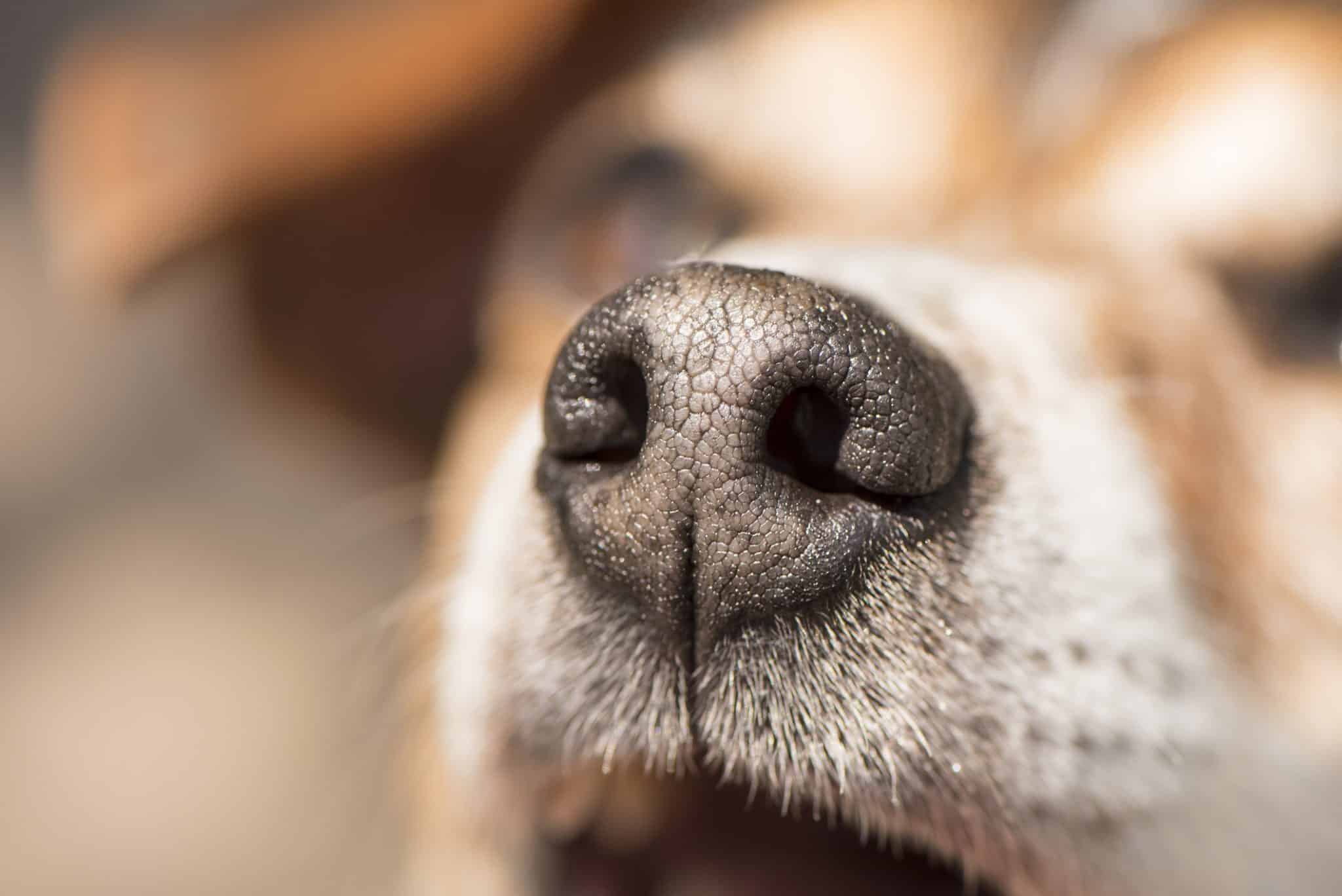 Les chiens pourraient flairer le temps qui passe…