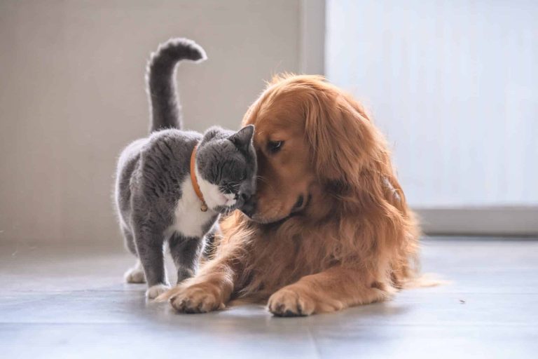 chat chien câlin animaux domestique entente