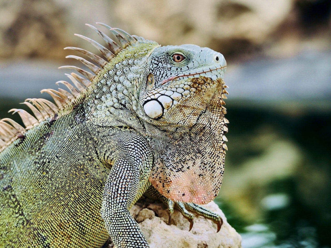 lézard commun tête crête animal saurien reptile