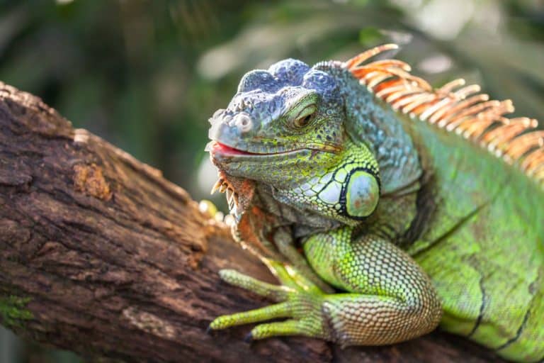 grand lézard iguane vert crête arbre reptile