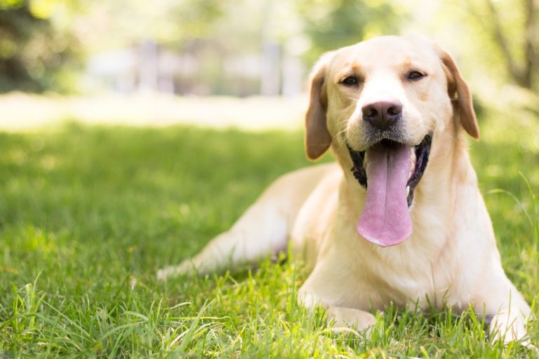 chien race labrador couché herbe sourire langue pelage beige sable