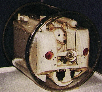 chien Laïka espace orbite