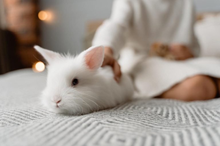 lapin blanc albinos lit caresser main nom