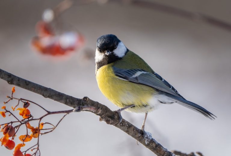 mésange charbonnière espèce oiseau arbre