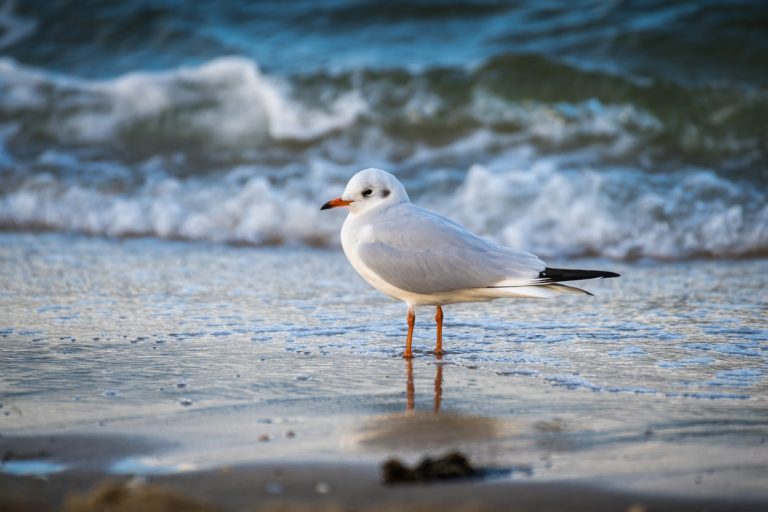 mouette plage mer eau sable océan oiseau marin