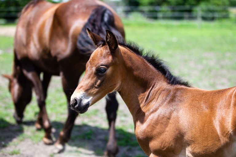 poulain cheval noms chevaux lettre N