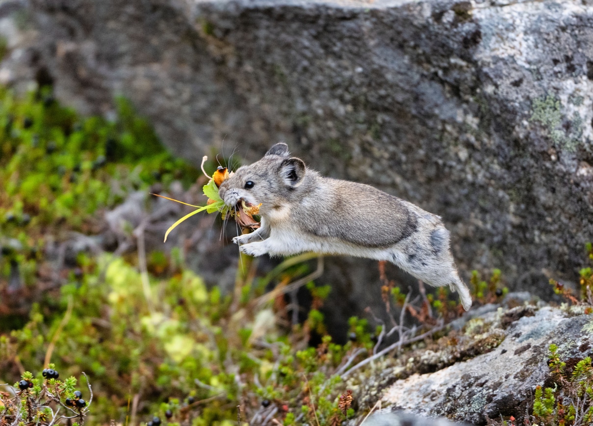 pika Amérique sauter ochotona pierre herbe foin