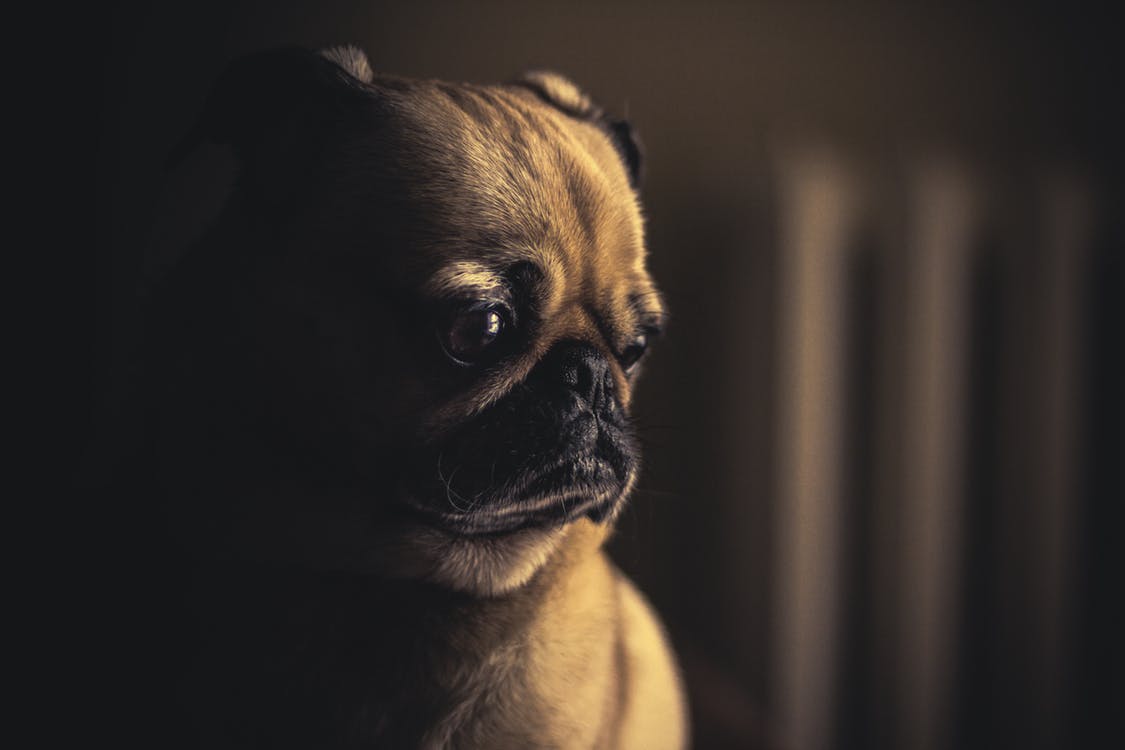 chien triste bulldog petit animal
