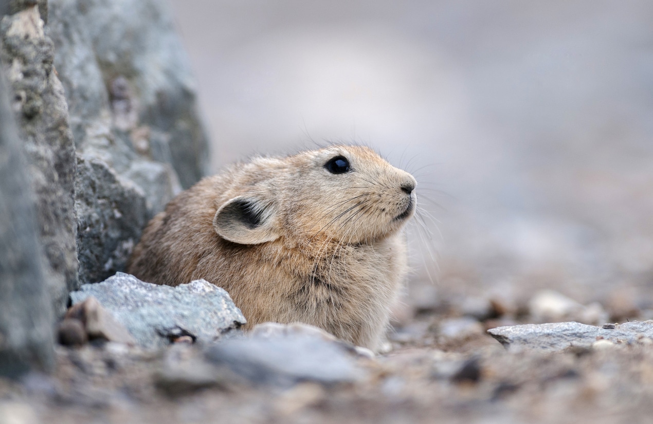 Le pika, ce lagomorphe en voie de disparition