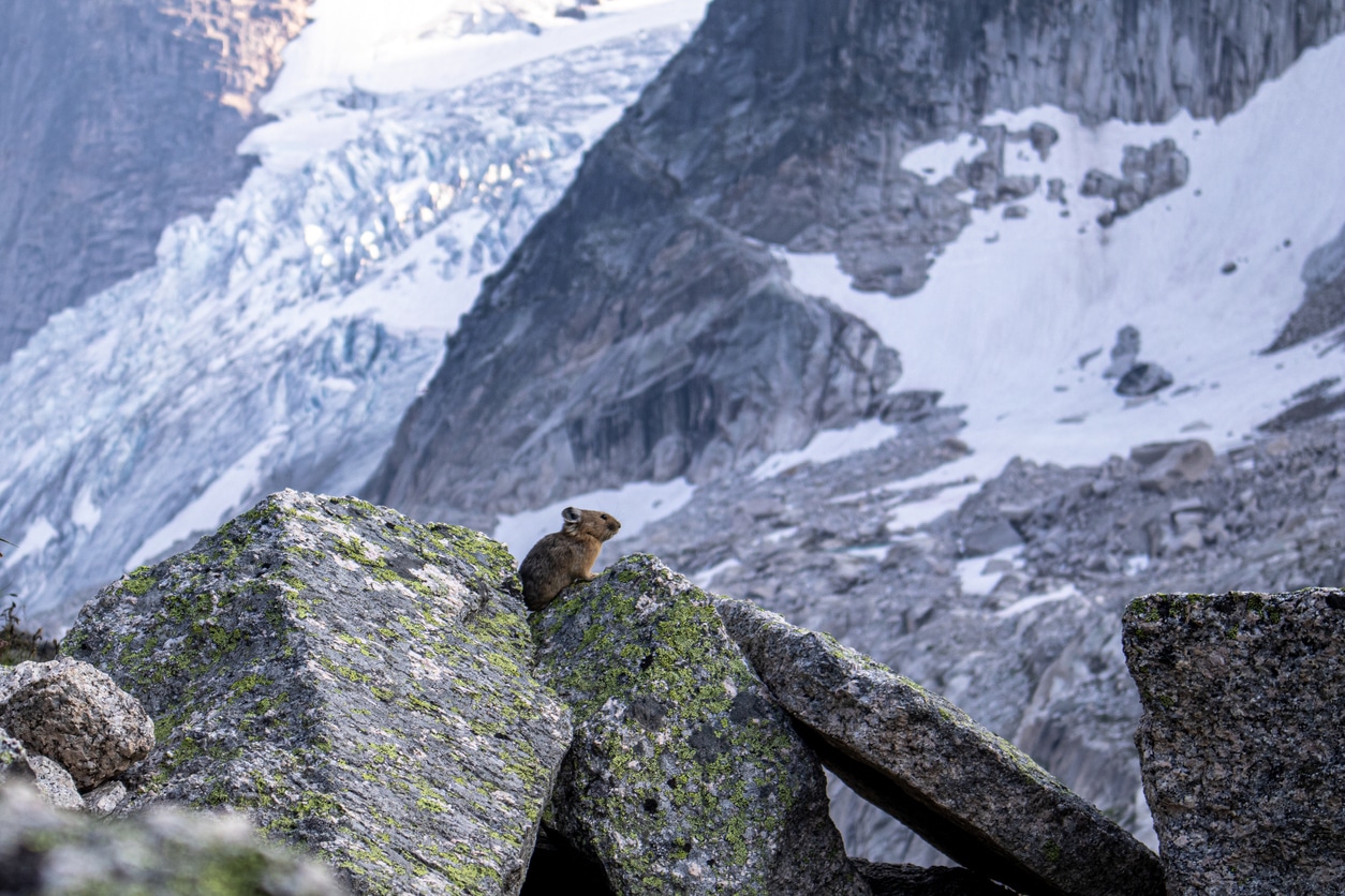 Pika USA américain montagne rocheuse neige animal