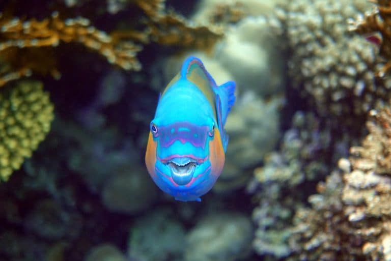 Daisy parrotfish poisson perroquet marguerite nager bec mâchoire