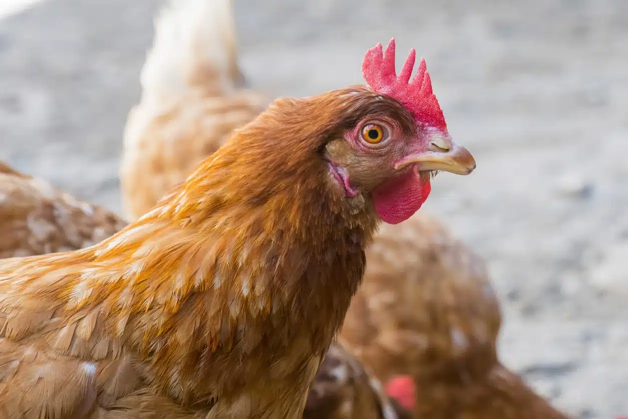 poule crête perd plumes perte tête poulailler