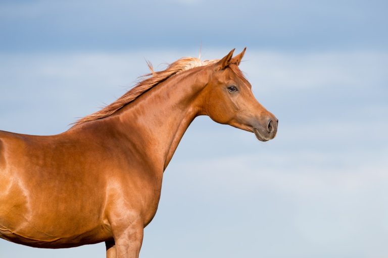 pur sang arabe race cheval tête liberté équidé