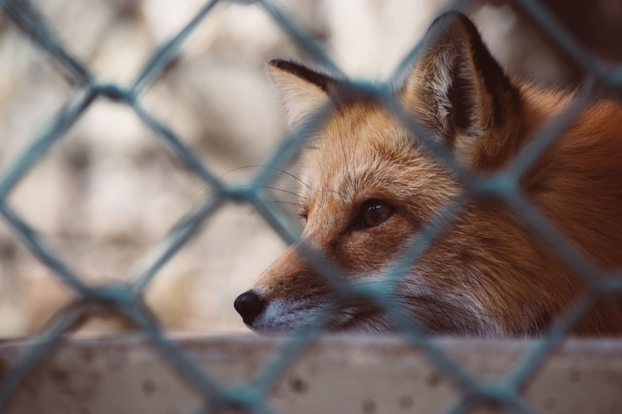 renard cage élevage peau fourrure maltraitance animale