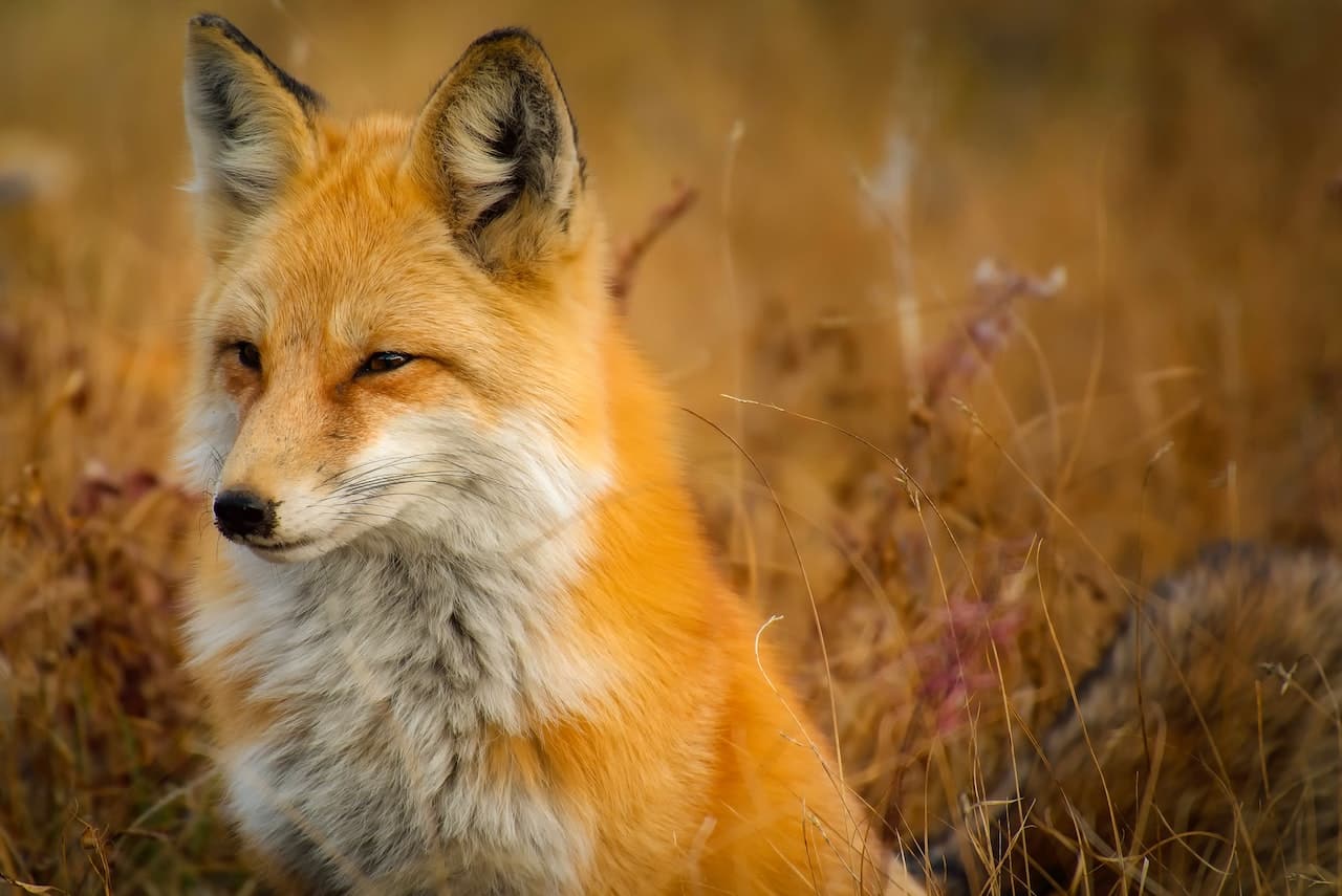 renard pelage roux portrait tête