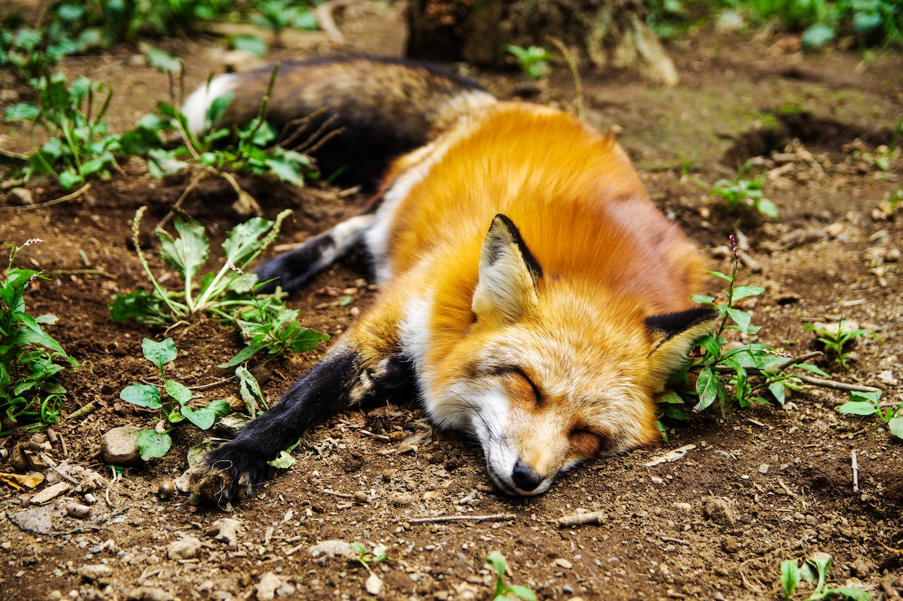 renard roux couché terre ruse