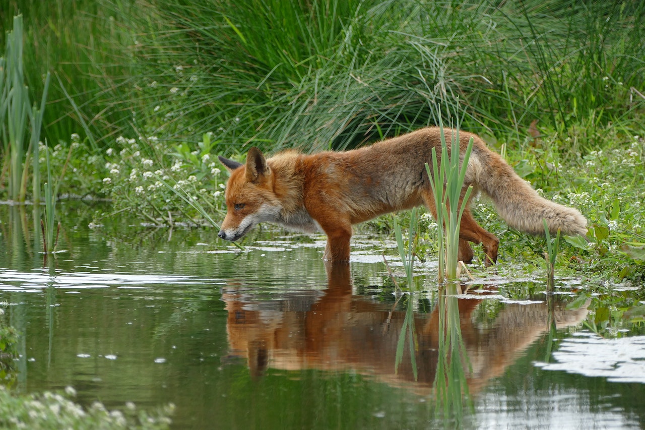 renards animal canidé goupil eau boire soif étang ruse